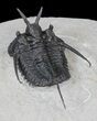 Devil Horned Cyphaspis Walteri Trilobite - #39778-5